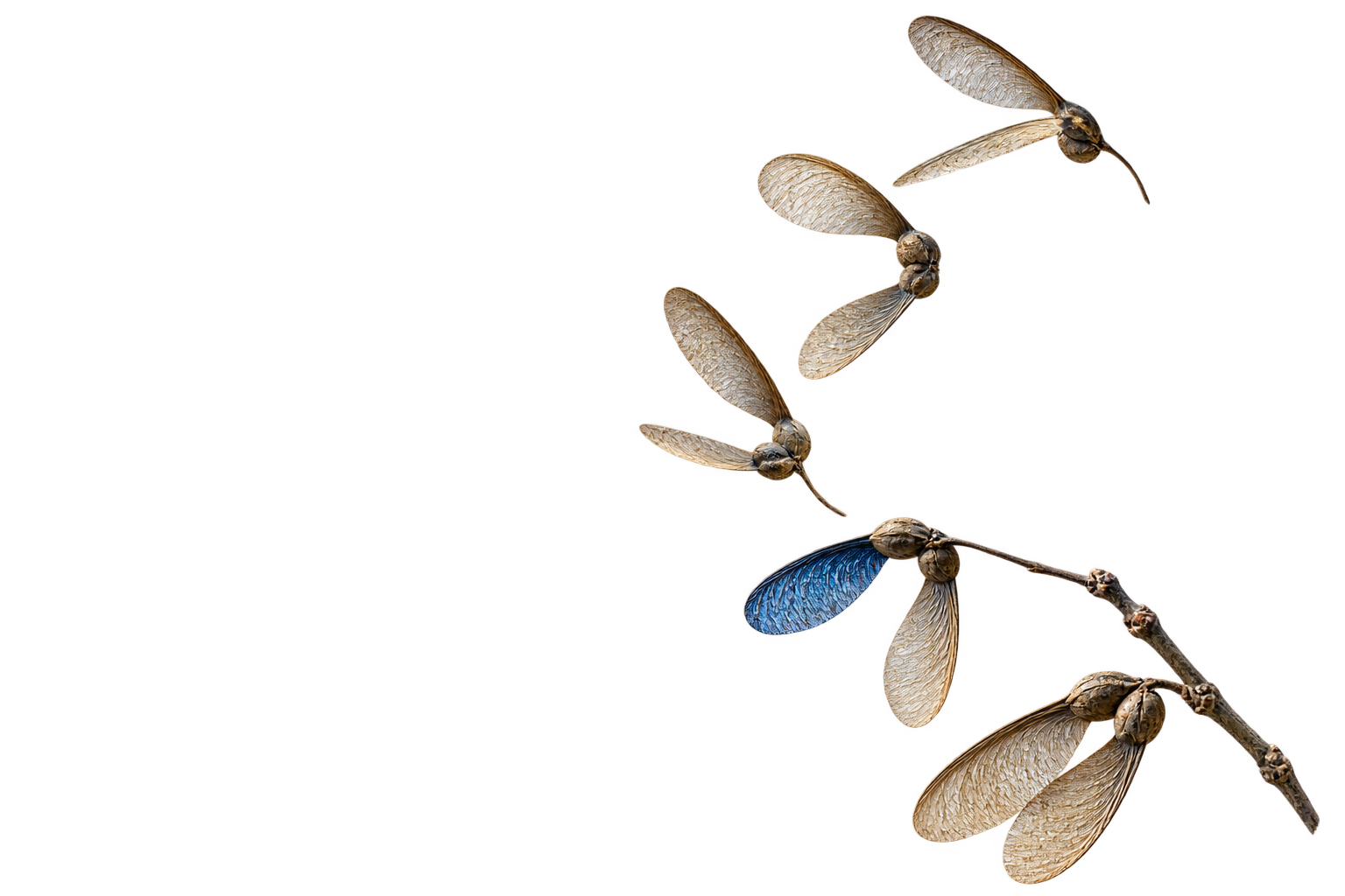 Sycamore seeds suspended in flight, with one cobalt-blue wing